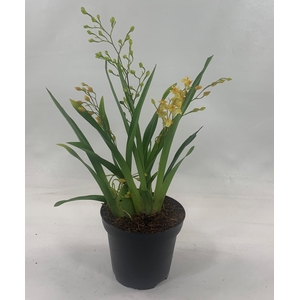 ONCIDIUM OV