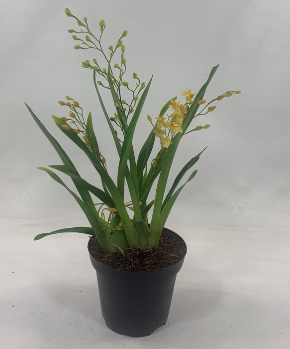 <h4>ONCIDIUM OV</h4>