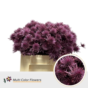 Eryngium Metallic Roze