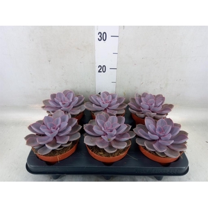 Echeveria  'Purple Pearl'