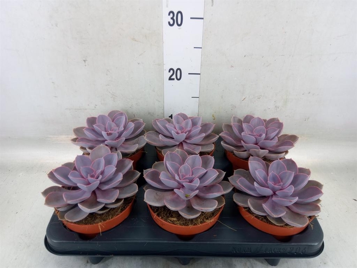 <h4>Echeveria  'Purple Pearl'</h4>