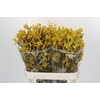 Anigozanthos Gold Fever Indoor