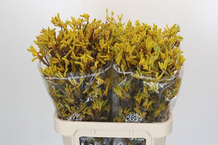 Anigozanthos Gold Fever Indoor