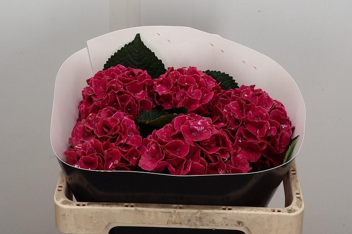 <h4>Hydr Wx 50cm Cerise</h4>