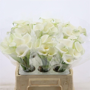 Calla Whitehorse