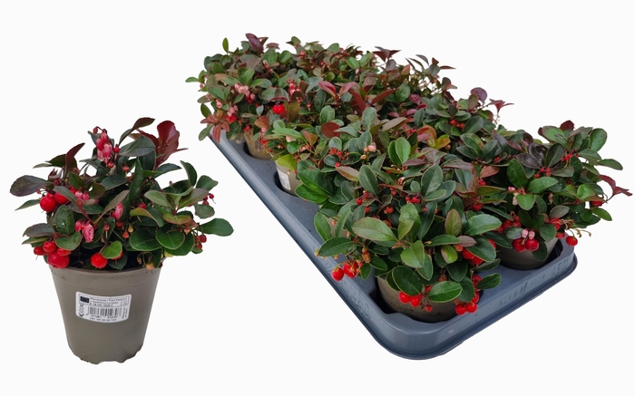 <h4>GAULTH PROCUMBENS</h4>