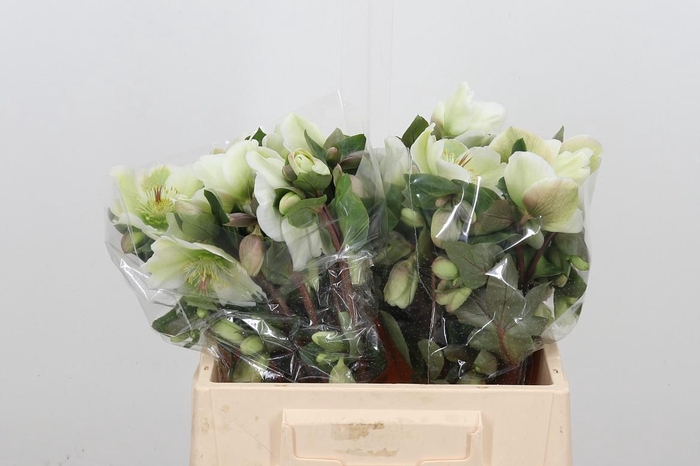 <h4>Helleb E Molly White</h4>