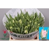 TULIPA EN PINK BAG x12