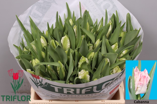 TULIPA EN PINK BAG x12