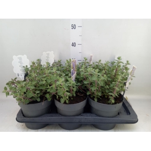 Nepeta faassenii 'Walkers Low'