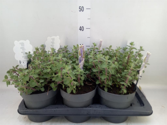 <h4>Nepeta faassenii 'Walkers Low'</h4>