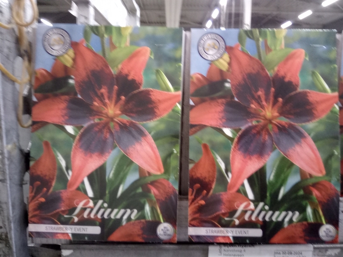 <h4>Lilium   ...flowerbulbs</h4>