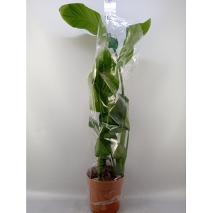Strelitzia nicolai