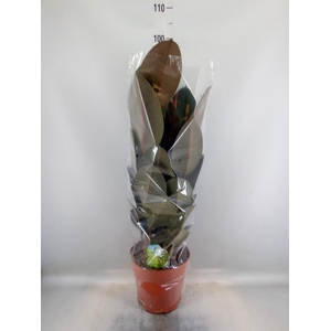 Ficus elastica 'Abidjan'