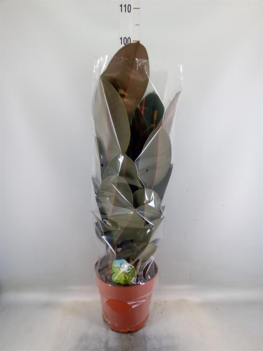 <h4>Ficus elastica 'Abidjan'</h4>