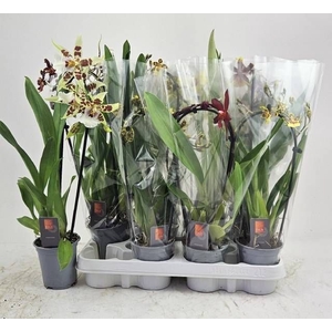 ORCHIDEEEN GEM