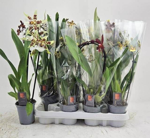 <h4>ORCHIDEEEN GEM</h4>