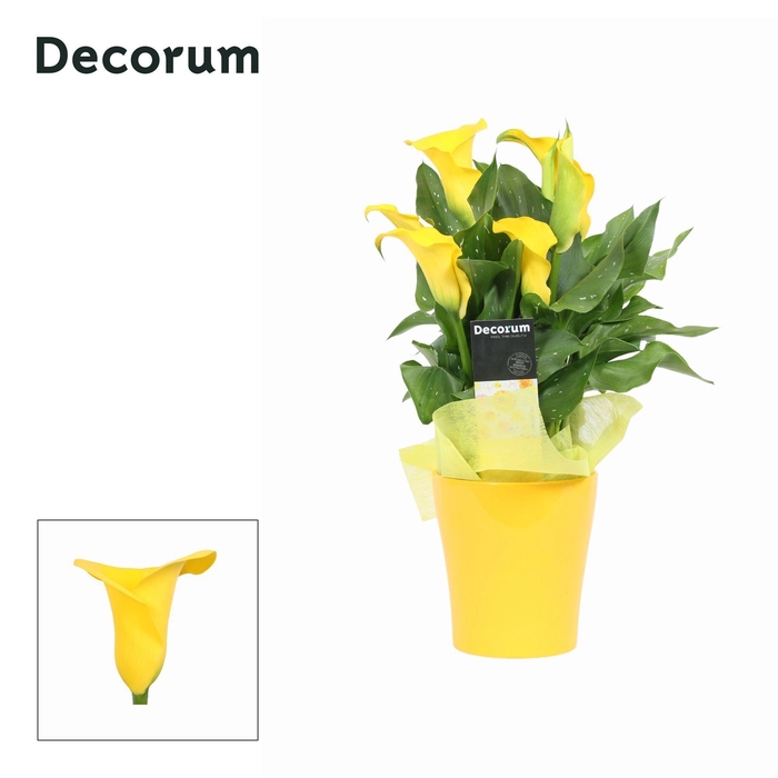 <h4>Zantedeschia (Calla) Geel in Ompot Amy Geel PASEN (Decorum)</h4>