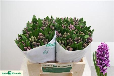 <h4>Hyac Miss Saigon</h4>