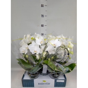 Phalaenopsis   ...white