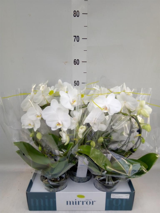 <h4>Phalaenopsis   ...white</h4>