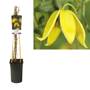 Clematis tangutica +light label