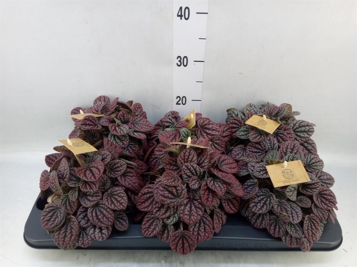 Peperomia