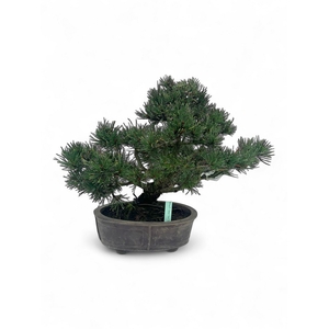 Pinus thunbergii, pot 20cm. Height 35cm. (single item)
