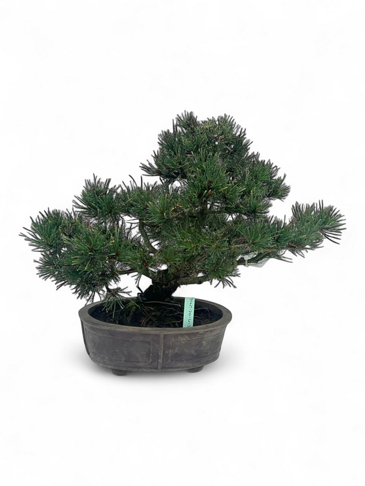 <h4>Pinus thunbergii, pot 20cm. Height 35cm. (single item)</h4>