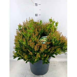 Pieris japonica 'Prelude'