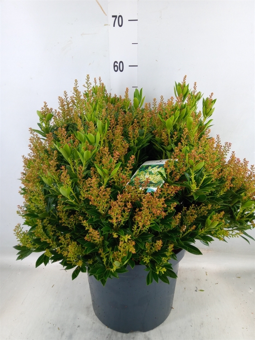 <h4>Pieris japonica 'Prelude'</h4>