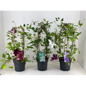 Nolina Clematis | Garland® Mix