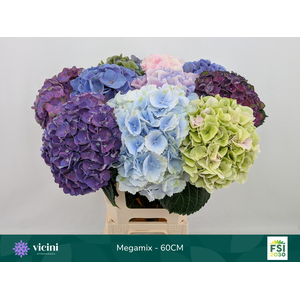 Hydr Megamix 60 cm Vicini