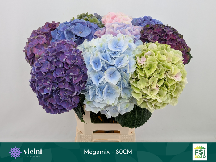<h4>Hydr Megamix 60 cm Vicini</h4>
