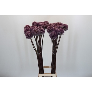Allium Summer Drummer