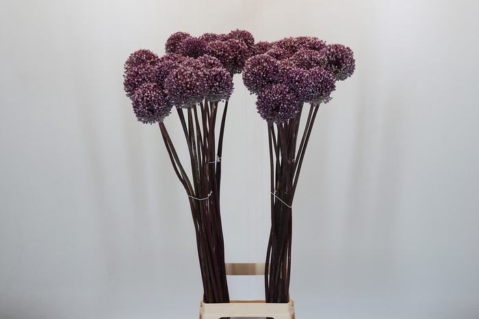 Allium Summer Drummer