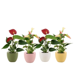Anthurium 6 cm 2 color mix in Ufo ceramics