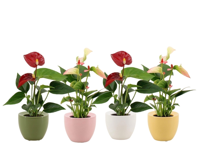 <h4>Anthurium 6 cm 2 color mix in Ufo ceramics</h4>