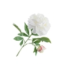 Paeonia White