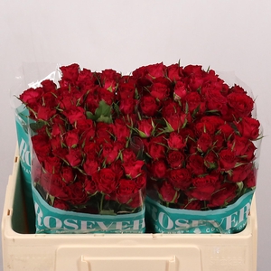 R TR CERISE ROSEVER
