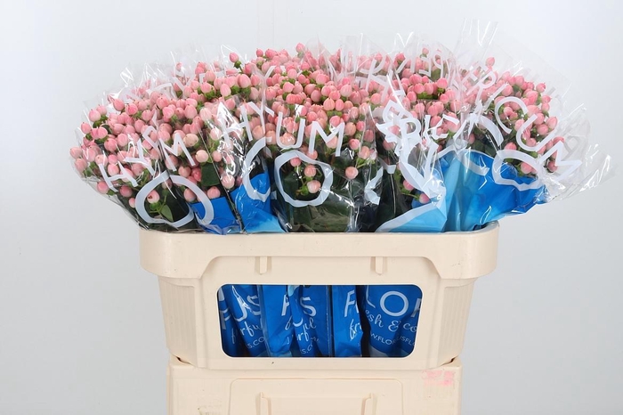 <h4>Hyp Coco Casino</h4>