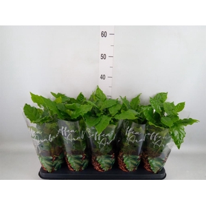 Coffea arabica