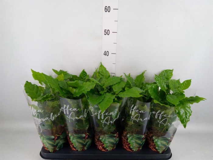 <h4>Coffea arabica</h4>