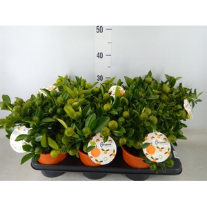 Citrofortunella mic.