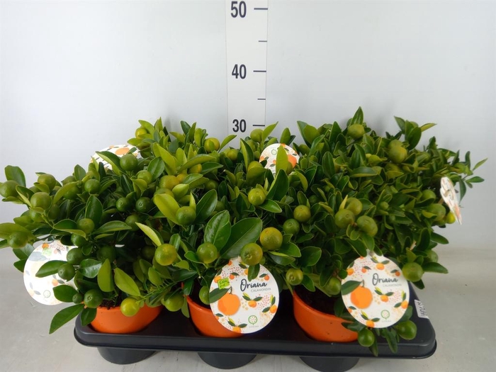 <h4>Citrofortunella mic.</h4>