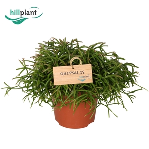 Rhipsalis Oasis 12 cm