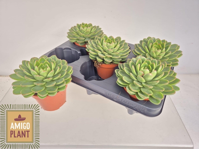 <h4>ECHEV ROSETTA CHICO</h4>