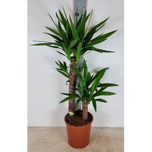 YUC ELEPHANTIPES