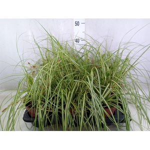 Carex hachijoensis 'Evergold'