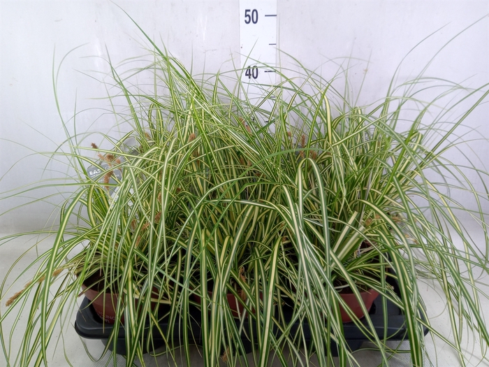 <h4>Carex hachijoensis 'Evergold'</h4>